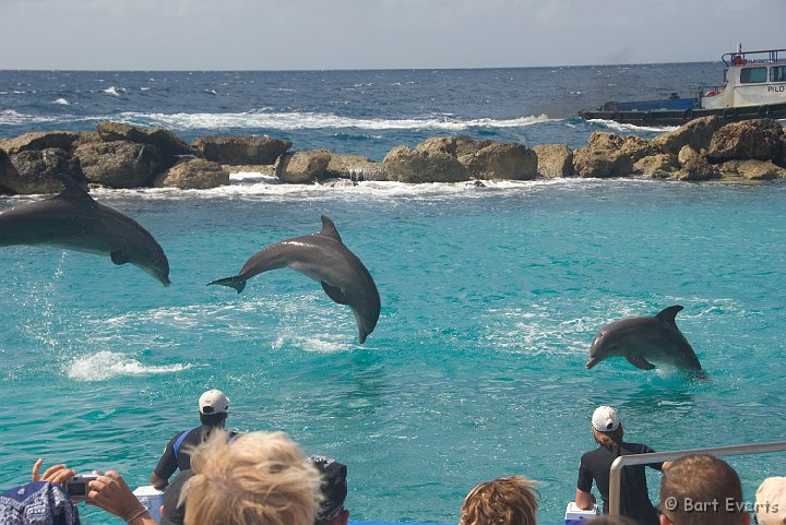 DSC_1211.jpg - Dolphinshow