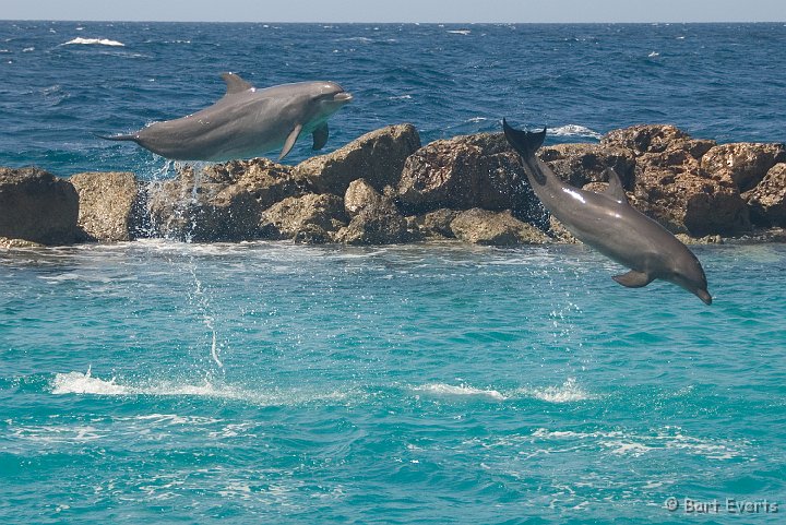 DSC_1222.jpg - Dolphinshow