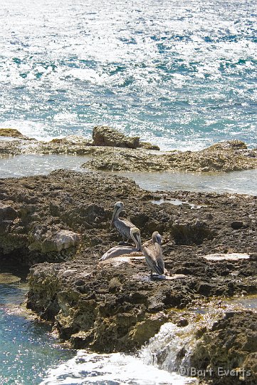 DSC_1224.jpg - Brown Pelicans