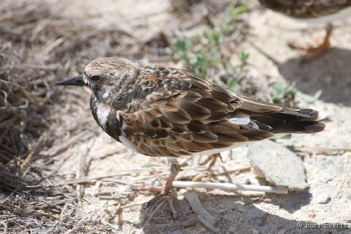 DSC_1225.jpg - Turnstone