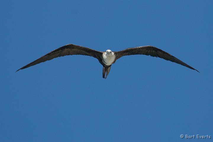 DSC_1226.jpg - Immature magnificant frigatbird