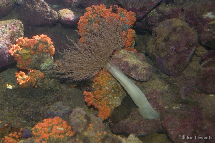 DSC_1228.jpg - sea anemone in a aquarium