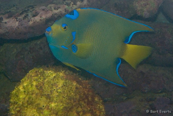 DSC_1234.jpg - Queen Angelfish