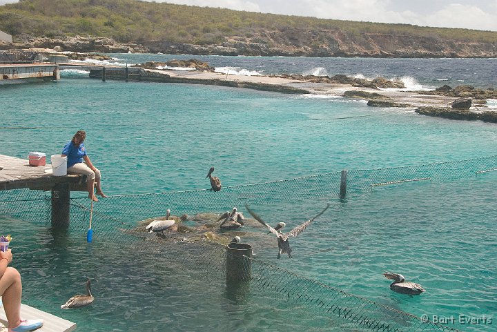 DSC_1237.jpg - Feeding the Sea Turtles