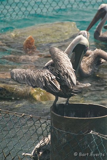 DSC_1238.jpg - Brown Pelican