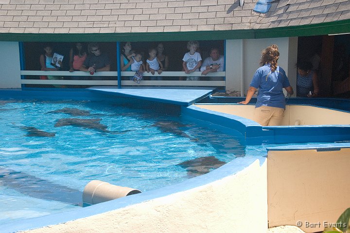 DSC_1250.jpg - feeding the nurse sharks