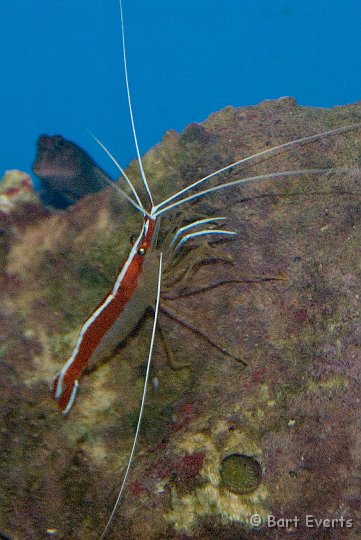 DSC_1251.jpg - cleaning shrimp