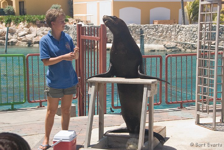 DSC_1255.jpg - Sea lion show