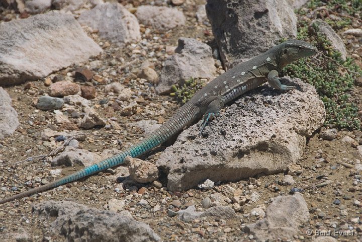 DSC_1100.jpg - Blau-Blau lizard