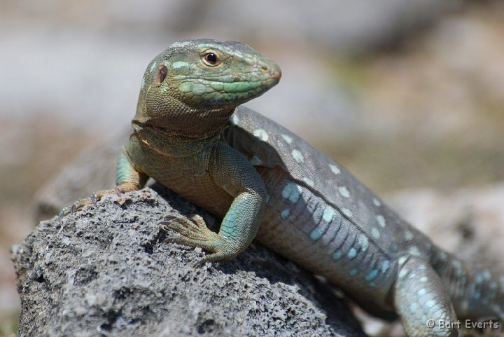 DSC_1106.jpg - Blau-Blau lizard