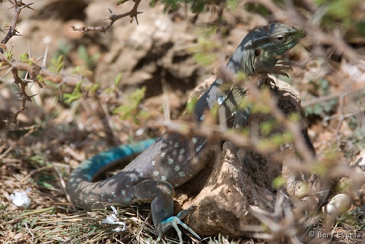 DSC_1142.jpg - blau-blau lizard