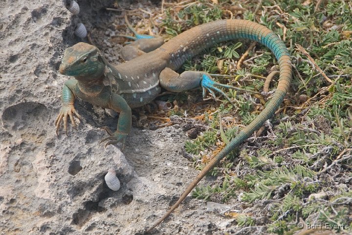 DSC_1161.jpg - blau-blau lizard