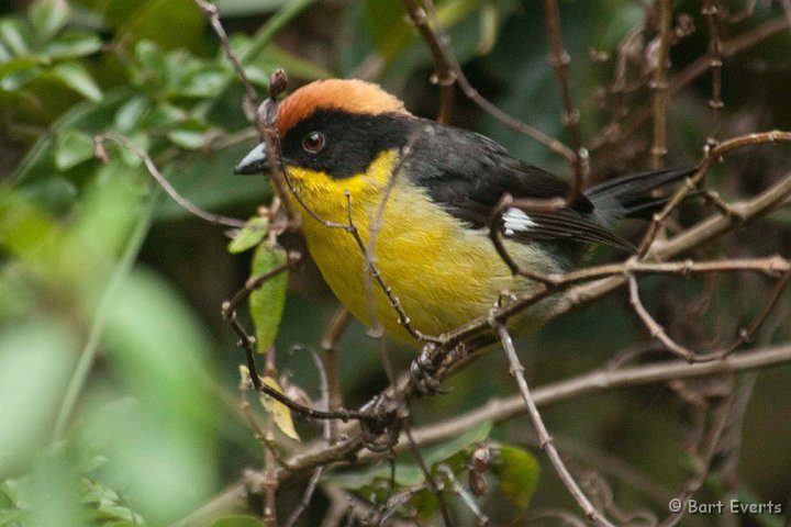 DSC_9441.JPG - Rufous-Naped Brushfinch