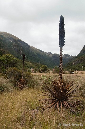 DSC_9455.JPG - Puya