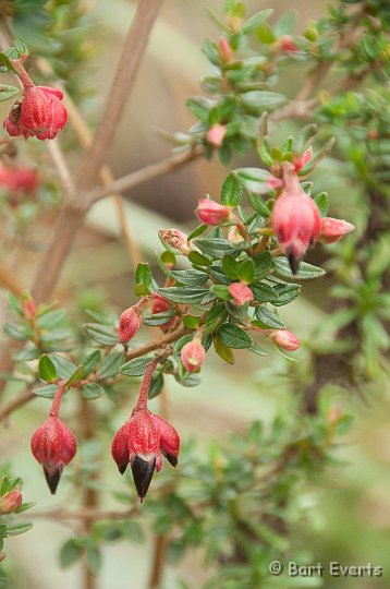 DSC_9456.JPG - some fuchsia species