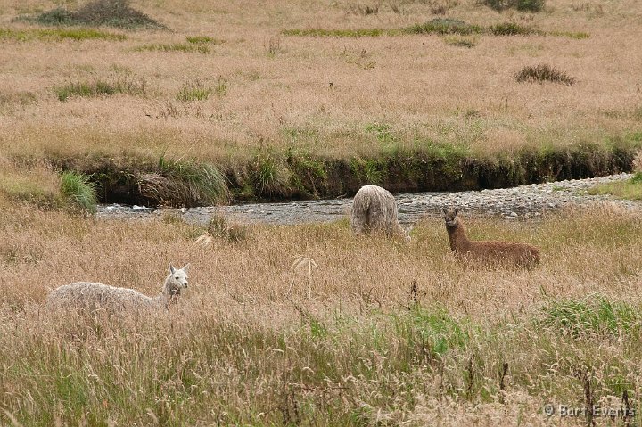 DSC_9460.JPG - Llamas