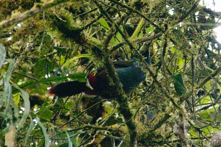 DSC_9476.JPG - Lucky encounter with a grey-breasted Mountain Toucan