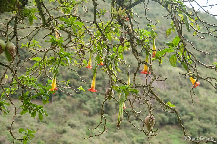 DSC_9482.JPG - Trumpeter flowers