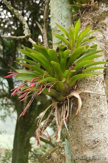 DSC_9483.JPG - Bromelia