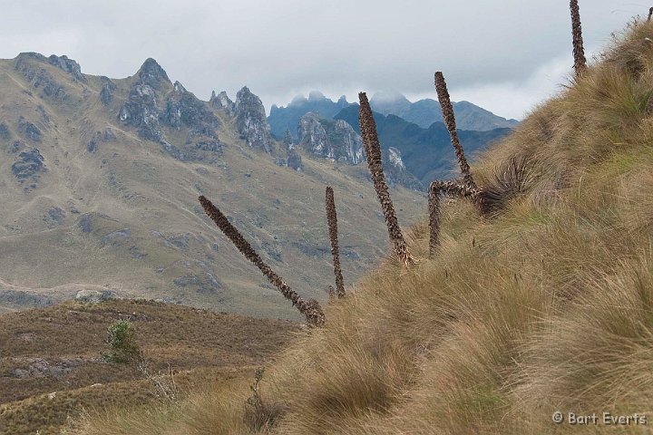 DSC_9489.JPG - Puya plants