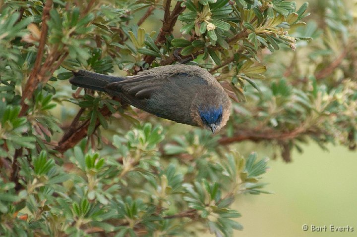 DSC_9497.JPG - Tit-like Dacnis (female)