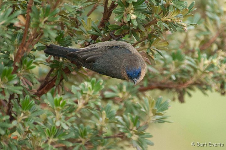 DSC_9497.JPG - Tit-like Dacnis (female)