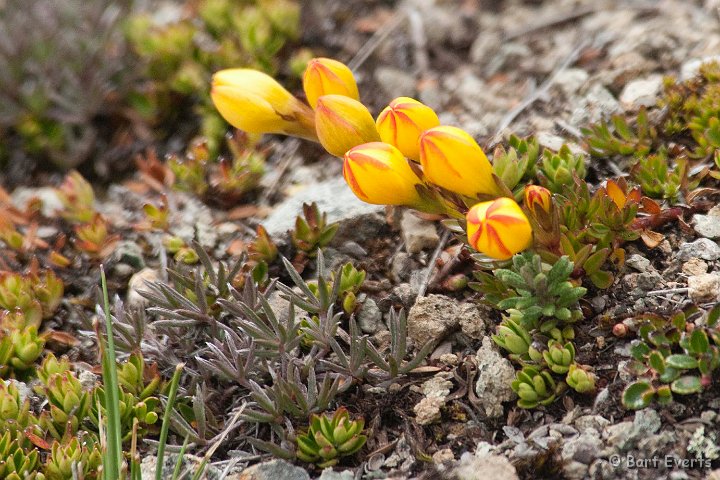 DSC_9524.JPG - small flowers