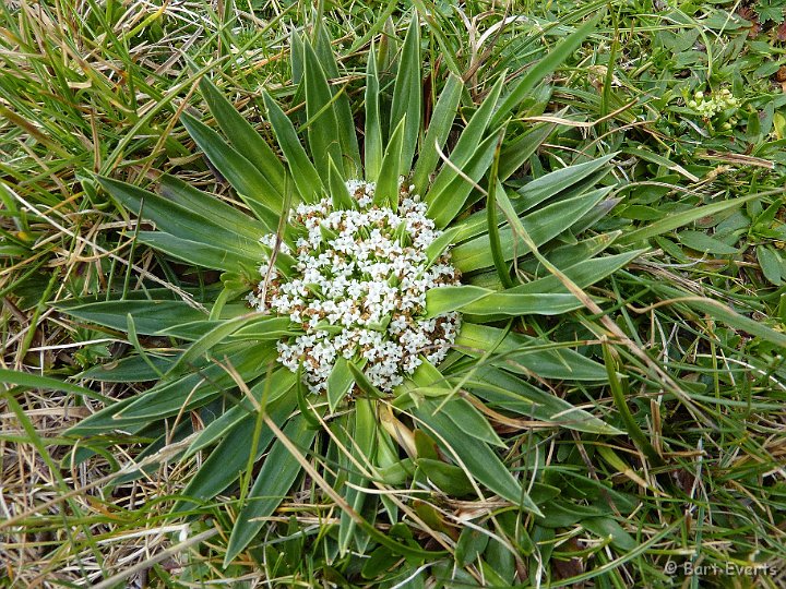 DSC_9524a.jpg - ground plant
