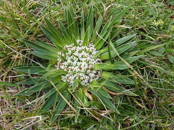 DSC_9524a.jpg - ground plant