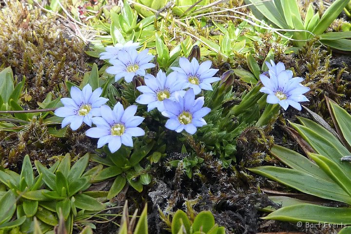 DSC_9524e.jpg - blue flowers