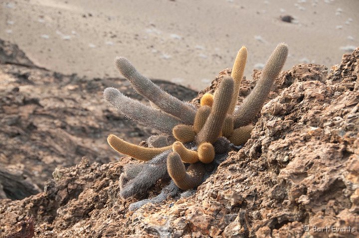 DSC_8361.JPG - Lava Cactus