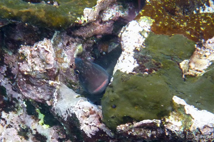 DSC_8377g.jpg - Panamic fanged Blenny