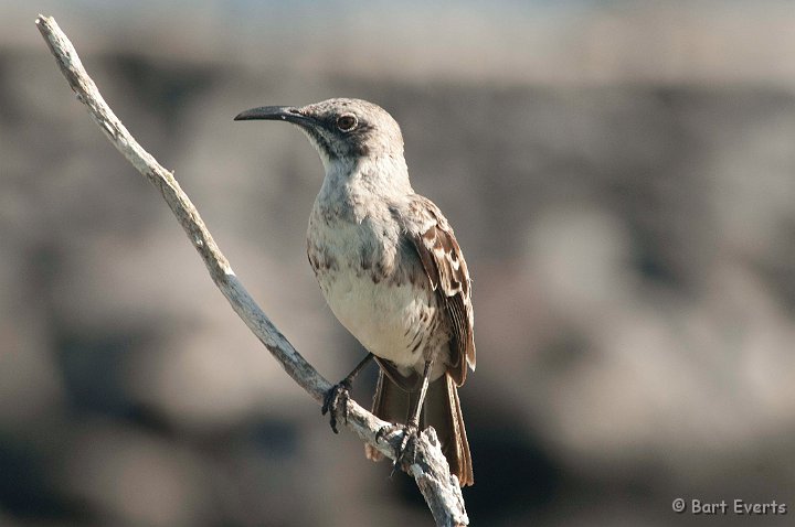 DSC_9032.JPG - Endemic to Espanola: the Hood Mockingbird