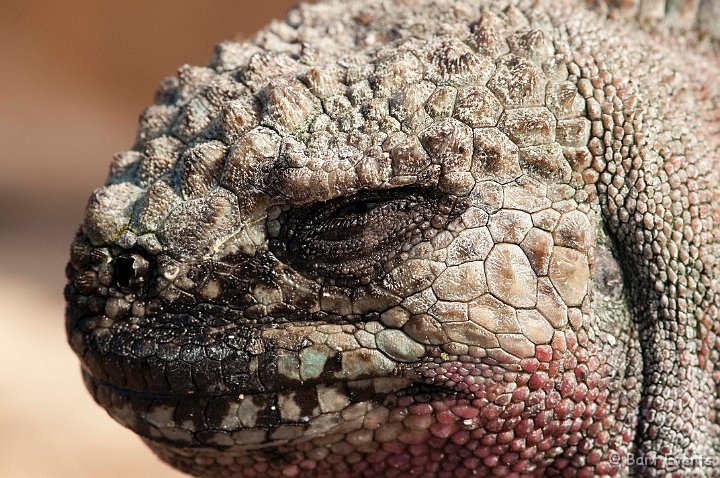 DSC_9038.JPG - close-up of Marine Iguana