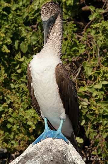 DSC_9064.JPG - Blue-footed Booby