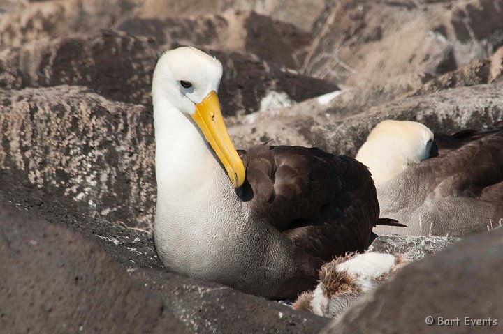 DSC_9188.JPG - Waved Albatross