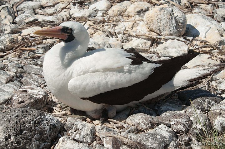 DSC_9200.JPG - Masked Booby with Chick