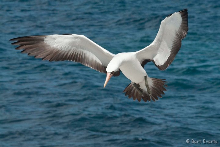 DSC_9209.JPG - Landing Masked Booby