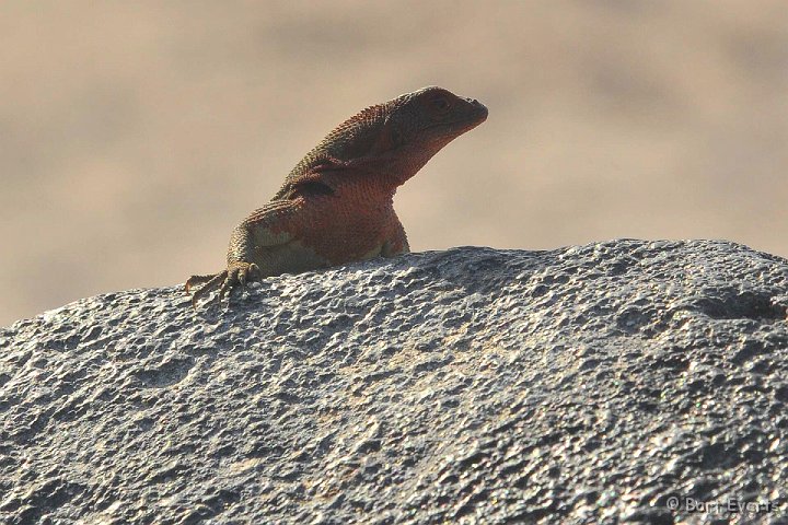 DSC_9217.JPG - Endemic species: Hood Lava Lizard