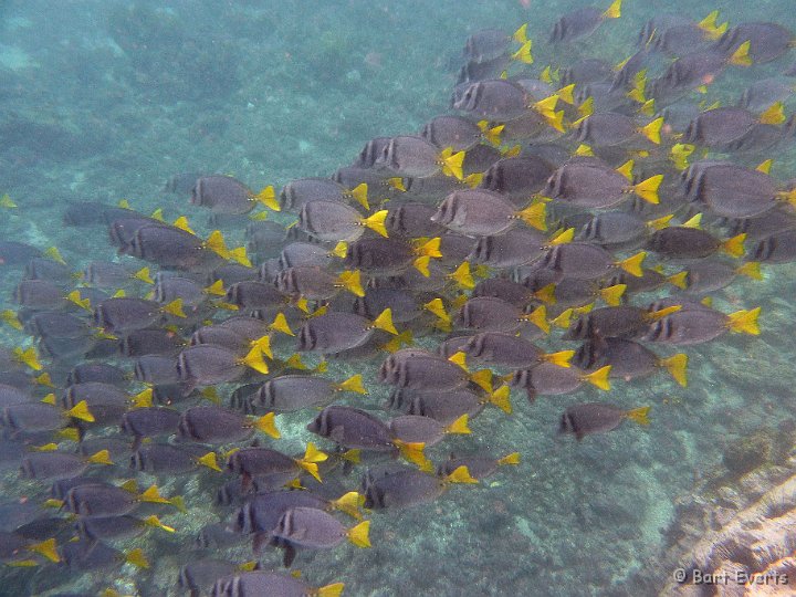 DSC_9217f.jpg - razor surgeonfish