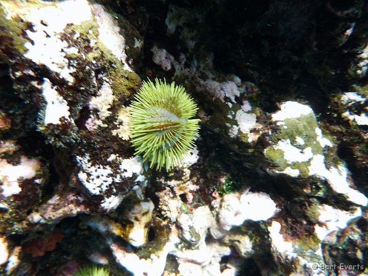 DSC_9217h.jpg - green seaurchin