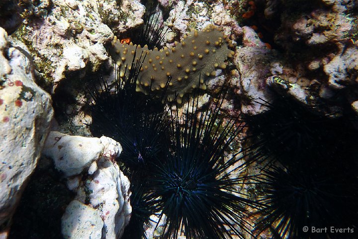 DSC_9217i.jpg - Galapagos sea cucumber and seaurchins