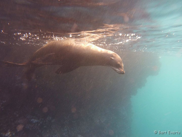 DSC_9217l.jpg - Galapagos Sea Lion