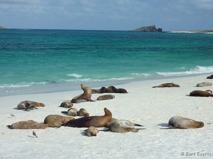 DSC_9217m.jpg - Galapagos Sea Lions