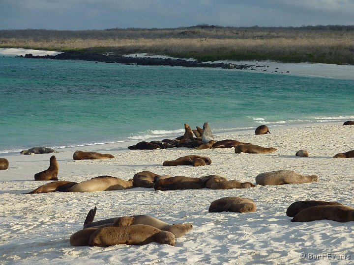 DSC_9217p.jpg - Sea lions in Gardnerbay