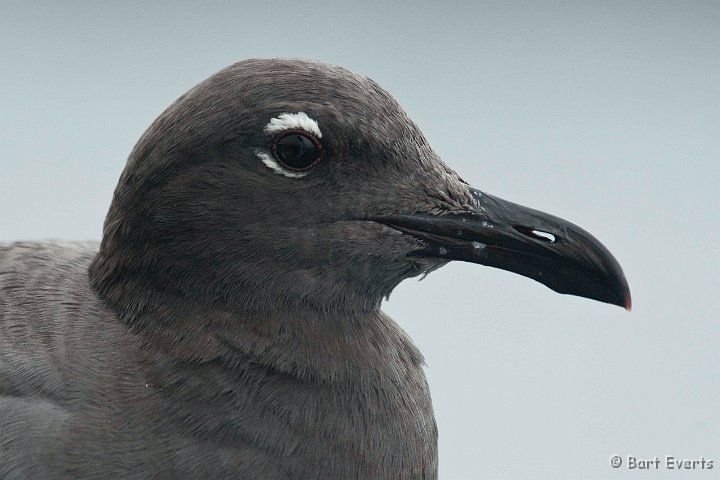 DSC_8415.JPG - Endemic Lava Gull