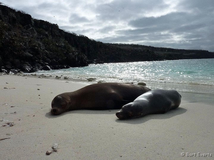 DSC_8424a.jpg - lazy sea lions
