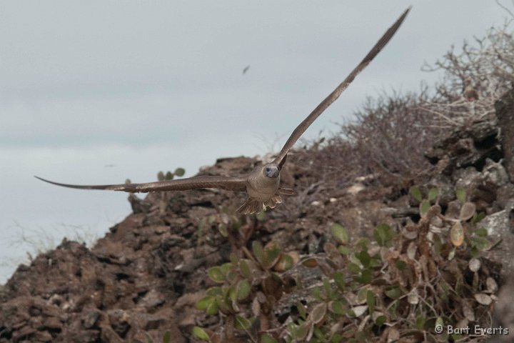 DSC_8432.JPG - Red-footed booby