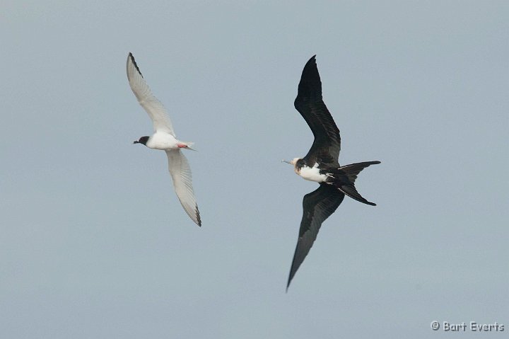 DSC_8436.JPG - Great frigatebird chasing Swallow-Tailed Gull