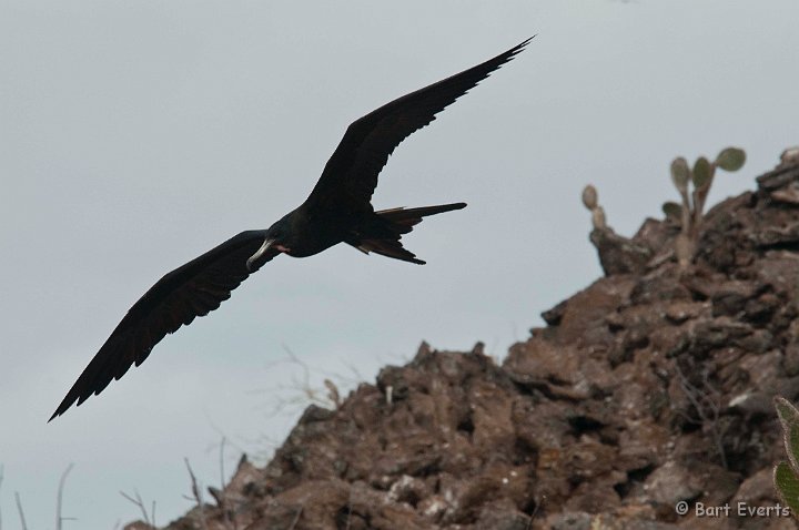 DSC_8437.JPG - male great frigatebird